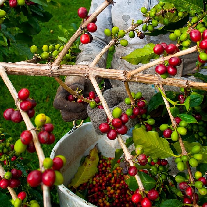 Greenwell Farms 100% Hawaiian Kona Coffee - Chocolate Macadamia Nut Flavor Whole Bean 8oz