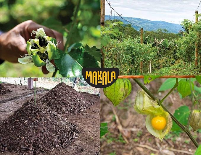 Makala Organic Dried Banana Halves– 100% Natural Snack Gluten-Free No Added Sugar Vegan Made in Costa Rica (15.9 oz Total) - 3-Pack