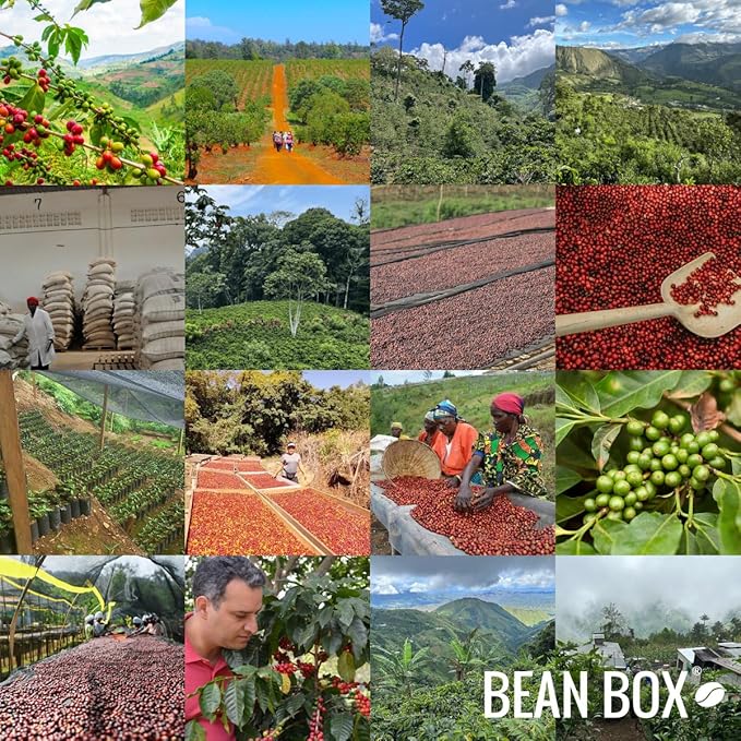 Nasa We'sx - Indigenous Coffee - Roasted by Devocion - Whole Bean Coffee - 12 Ounce Bag