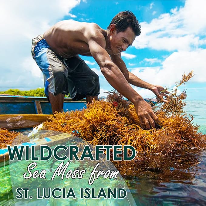 Golden Irish Sea Moss | Wildcrafted from St. Lucia | 16oz Makes ~240+ oz Sea Moss Gel | 100% Natural Raw &amp Sun-Dried | Dr. Sebi Inspired Nutrient-Rich Irish Moss for Health &amp Wellness