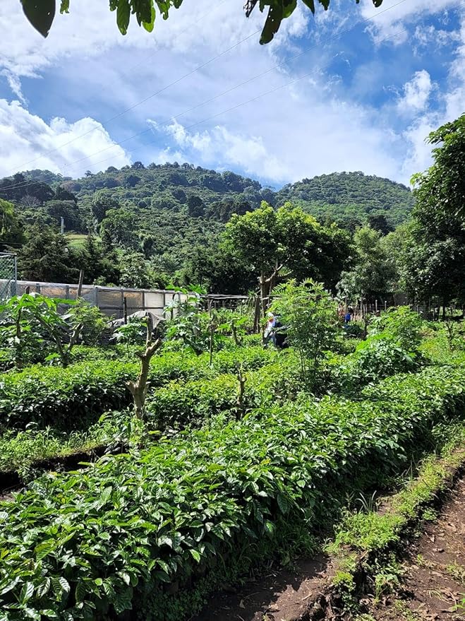 Tesoros Del Pais Green Unroasted Coffee Beans Ahuachapan El Salvador Single Estate High Elevation (10 lb Honey Washed)