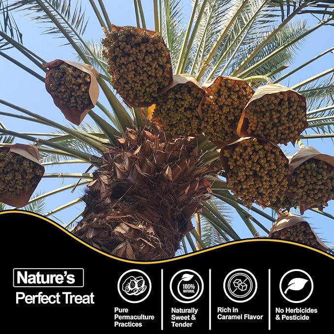 Dolce Frutti's Organic Medjool Dates Grown in California–Jumbo Soft and Naturally Sweet Non-GMO Rich in Fiber Antioxidants (16Lbs (8 Pack of 2Lbs Each))