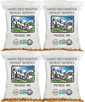 Palouse Brand Hard Red Winter Wheat Berries | 100 LBS | Desiccant Free | Sproutable | Non-GMO Project Verified | Kosher