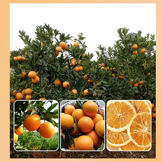 TXDYNLLK Dried Orange Slices 17.6oz(500g) Dehydrated Oranges for Vibrant Cocktails Festive Christmas Decor Aromatic Candles Creative Crafts-Citrus Wheels Perfect for Flavorful Fruit Tea