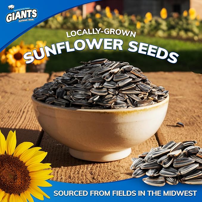 Giants Bacon Ranch Sunflower Seeds Bulk - Flavored Sunflower Seed Snack Roasted Sunflower Seeds to Eat - 5 oz Resealable Bags (Pack of 12)