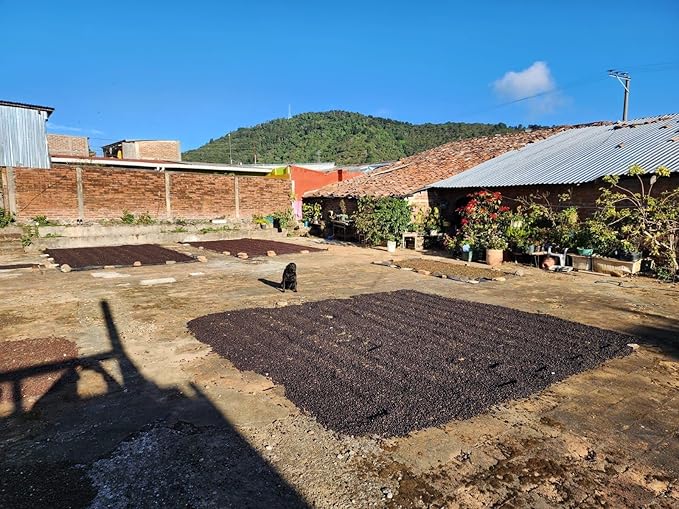 Tesoros Del Pais Green Unroasted Coffee Beans Ahuachapan El Salvador Single Estate High Elevation (Honey washed 5 lb)