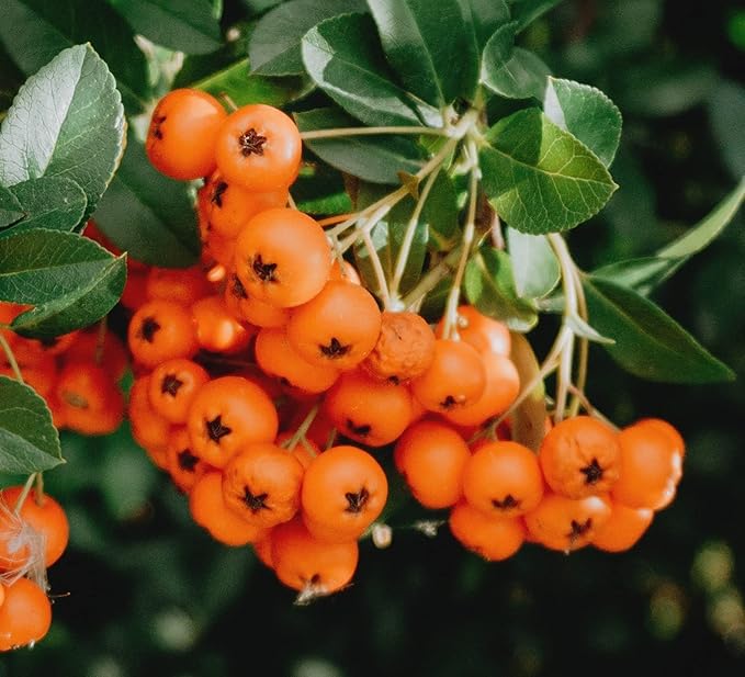 SEA BUCKTHORN Freeze Dried | 200g - 7.1oz | 100% Natural &amp Vegan | No-GMO | Without Sugar and Any Additions ~*~