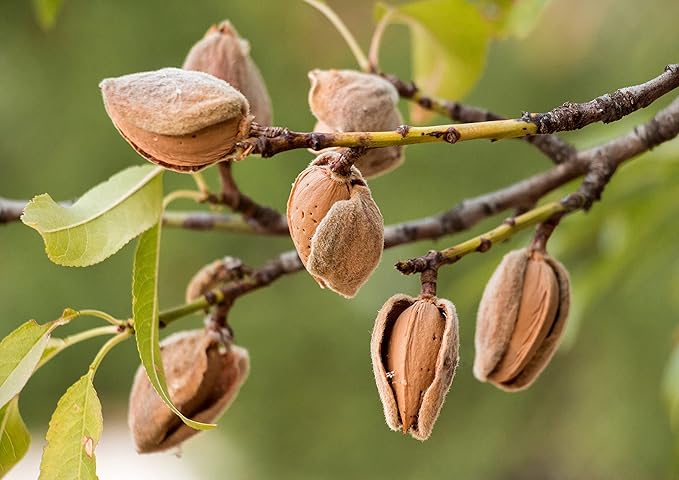 Food to Live California Natural Sliced Almonds 12 Pounds – Raw Unblanched Almond Nuts Kosher Vegan Keto Bulk. High in Protein Dietary Fiber Vitamin E. Great for Desserts Salads Granola