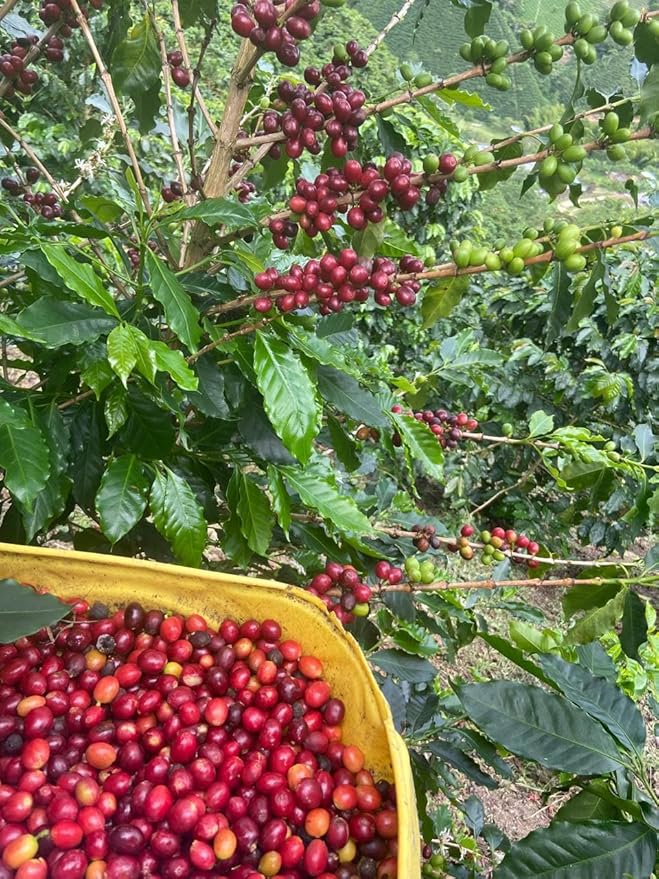 Colombian Coffee Specialty: Bourbon Rosado 227g 8onz Ground – Medium Roast