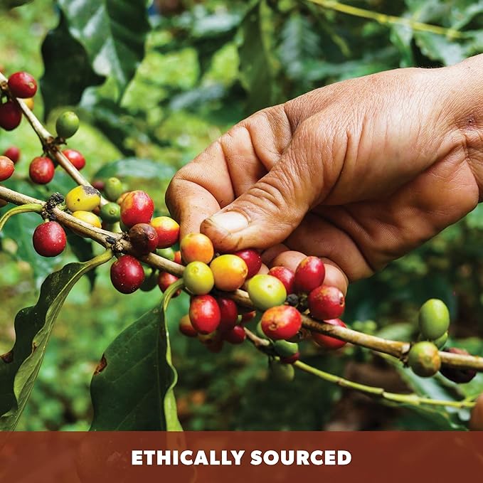 Low Acid Organic Coffee – Whole Bean Mold-Free &amp Stomach Friendly by Java Planet Coconut and Hazelnut Medium Dark Roast Arabica Gourmet Coffee Grade A Smithsonian Bird Friendly 1LB Bag