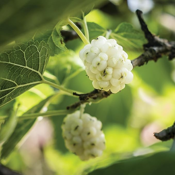 Wilderness Poets White Mulberries - Organic &amp Raw (320 Ounce - 20 Pound)