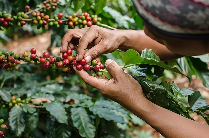 Cafe Don Pedro Decaf American Roast Naturally Low Acid Coffee Medium Roast Stone Ground Coffee Stomach Friendly Prevents Acid Reflux Decaffeinated (12 Cans)