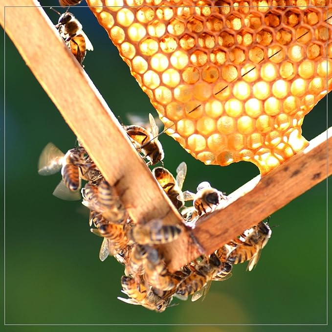 Madhava Organic 5 lb. Honey