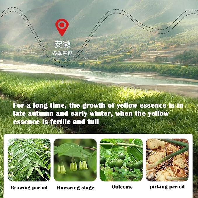 Rhizoma Polygonati Huangjing300g/10.58oz 黄精 Chinese Traditional Method Wild Polygonatum Sibiricum Huang Jing Tea Kidney Tea for Natural Cleanse Women &amp Men 制黄精 九蒸九晒