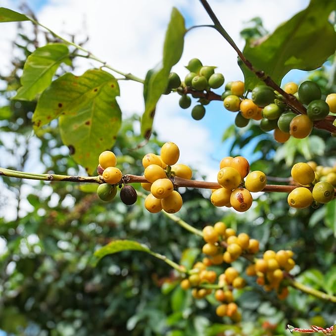 doanhdang - 17.6 Oz Premium Yellow Bourbon Whole Bean Coffee 100% Medium Roast Rich Flavor for Espresso Shot and Brew Origin from Vietnam Whole Med Roast Beans