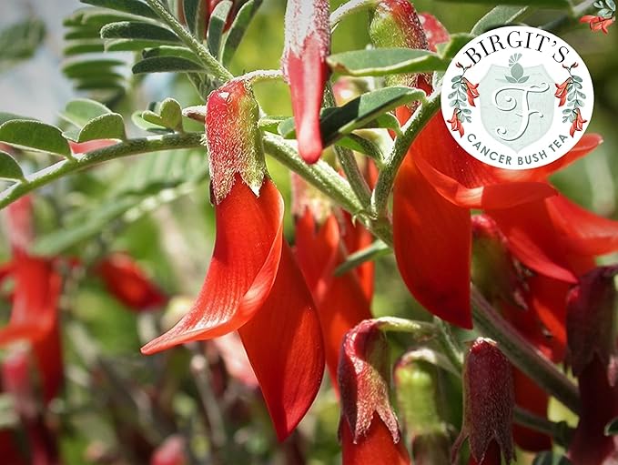 BIRGIT'S Cancer Bush Tea (Sutherlandia Frutescens)