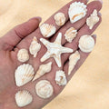 15 Dye Free Seashell Edible Cake Decorations Vegan Gluten-Free Edible Cake Toppers for Cupcakes Cookies &amp Desserts by Simply Sucré (15 Pieces (Gift Box) Natural)