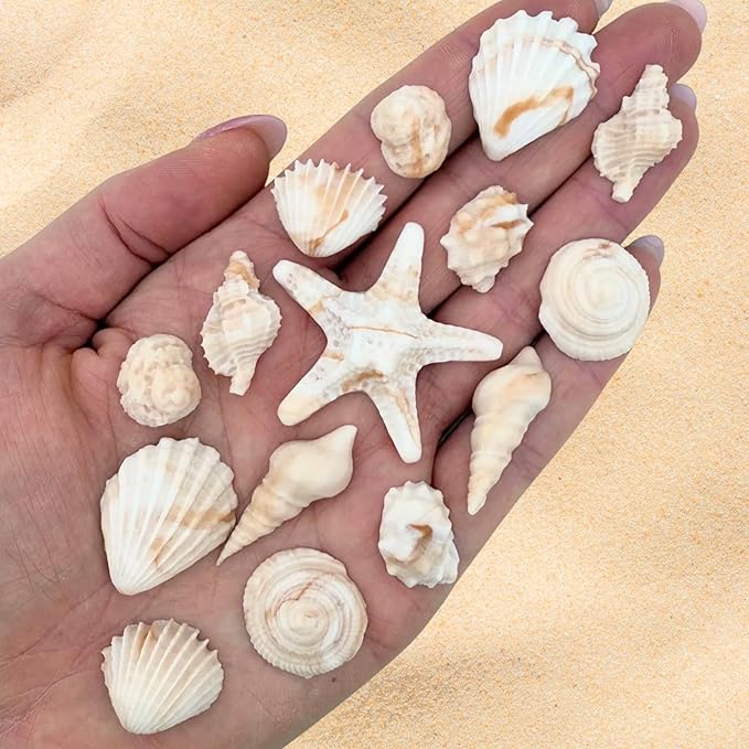 15 Dye Free Seashell Edible Cake Decorations Vegan Gluten-Free Edible Cake Toppers for Cupcakes Cookies &amp Desserts by Simply Sucré (15 Pieces (Gift Box) Natural)