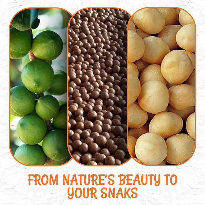 Oh! Nuts Roasted Salted Macadamia - 1 lb - Macadamia Nuts Salted - Premium Roasted Macadamia