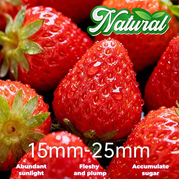 1 Ib Freeze Dried Strawberries 450g Whole Berry No Added Sugar Natural Red Crispy Texture