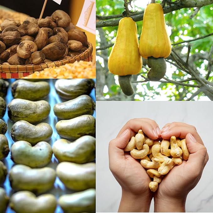 Sano Nuts 4LB Raw Cashew - West African Origin Raw Unsalted Cashews Nuts - Fresh &amp Unroasted Cashews - 100% Natural Grown Kosher Vegan - 4 Pounds of Raw Organic Cashew Pieces