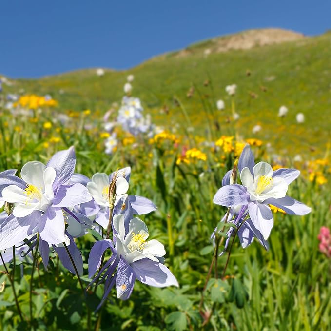 GloryBee Wildflower Blossom 11.67 Pound