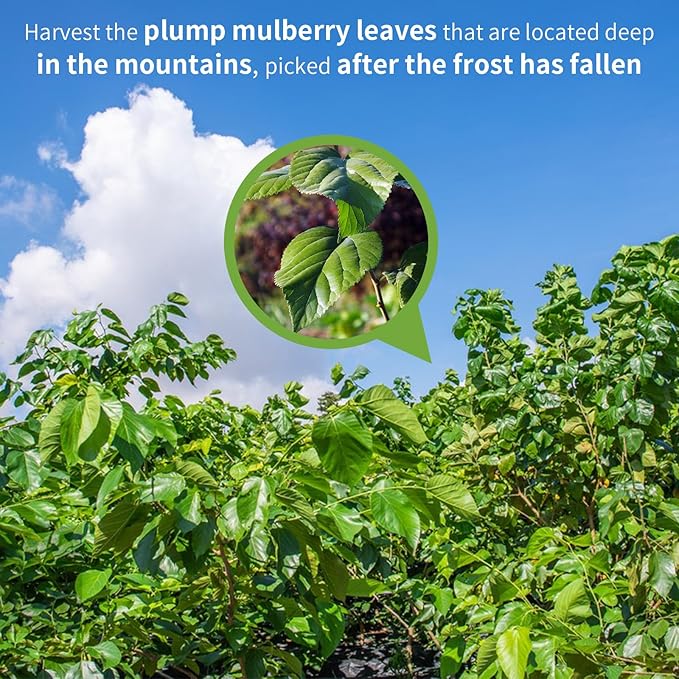 Wanhua Hall Mulberry Leaf Tea Mulberry Tea Loose Leaf 9.17oz/260g Fresh Taste Dried Sang Ye Loose Leaf Herbal Tea Caffeine Free 桑叶茶 桑叶 霜桑叶