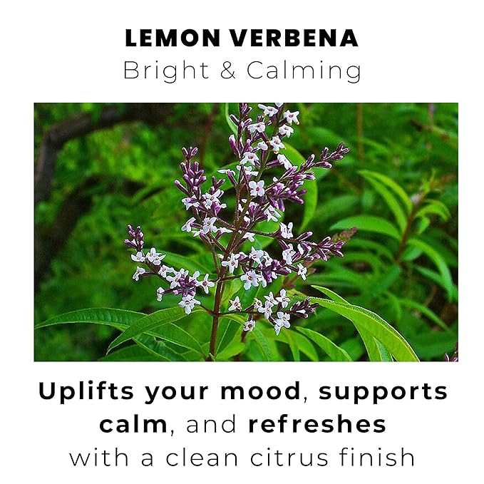 Yellow.fit Lemon Verbena Whole Leaf Tea – 1500mg Loose Leaf Herbal Tea Caffeine-Free Lemon Verbena Leaves Naturally Aromatic Herbal Infusion 66 Servings