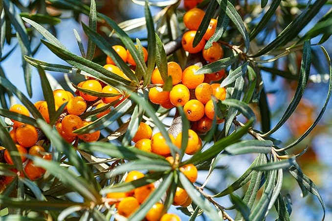 Food to Live Sea Buckthorn Juice Powder 1.5 Pounds - Made from Raw Dried Berries Unsulfured Vegan Bulk Great for Baking Juices Smoothies Yogurts and Instant Breakfast Drinks No Sulphites