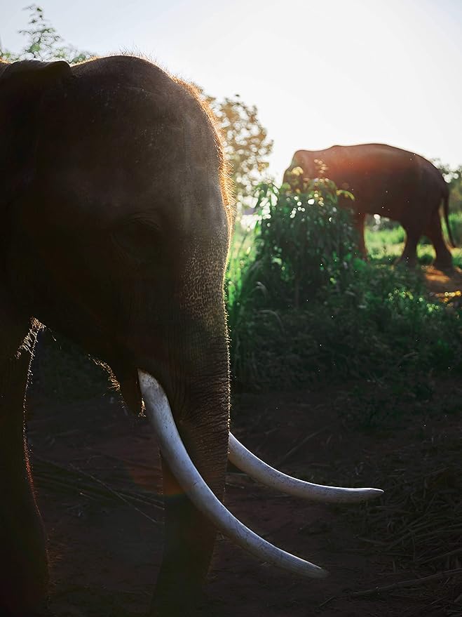 Black Ivory Coffee – World’s Rarest Naturally Refined by Elephants | Luxury Gift Set | 3 x 40g (4.2 oz Total)