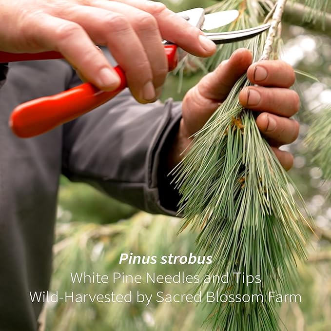 White Pine Needle Tea Wild-Harvested in Wisconsin | 6.0 oz | 85 Servings | Loose Leaf | Herbal Tea &amp Medicinal Herbs | Regenerative Farming | Single Source | Pinus strobus