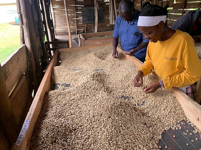 UGANDAN GREEN COFFEE BEANS (UNROASTED) - 48 LB BAG - WASHED / WUGAR - Washed Processed - Eastern Africa - Rwenzori Mountains - Organically Farmed &amp Relationally Sourced - 100% Arabica - SL14 &amp