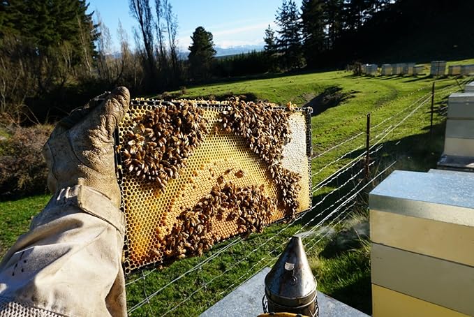 Hokitika Honey &amp Herb Raw Manuka Honey MGO 615+ from New Zealand. 100% Pure High Strength Medical Grade Non-GMO Monofloral Manuka flower honey. 8.8oz (250g)