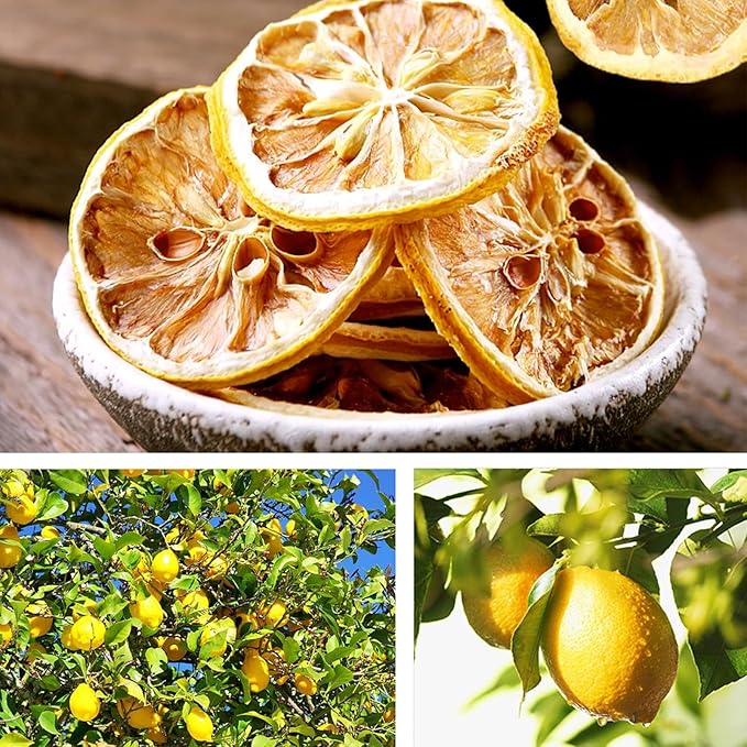 JTEDZI Dried Lemon Slices 17.63oz/500g 240+ Slices Dehydrated Lemon for Cocktail Garnish Cake Decoration Crafts Decor No Sugar Added Vegan &amp Kosher