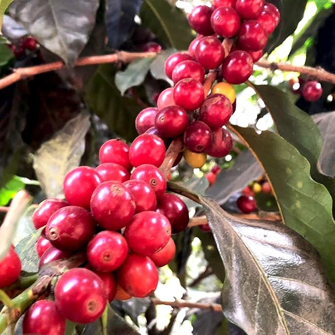 Koffee Kult Colombian Medium Roast Coffee Beans 100% Single Origin Colombia Arabica Whole Bean (Whole Bean 80oz)