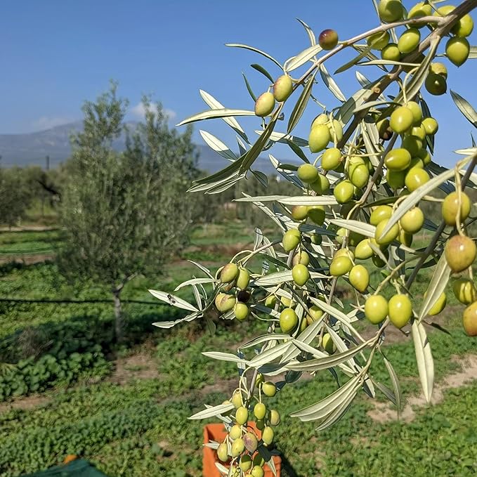 VILLAGE BATCH - AWARD WINNERS - KORONEIKI OLIVE OIL Greek Olive Oil ORGANIC COLD PRESSED OLIVE OIL Extra Virgin Olive Oil High In Polyphenols - Aceite De Oliva Extra Virgen - Olive Oil for Cooking Oil