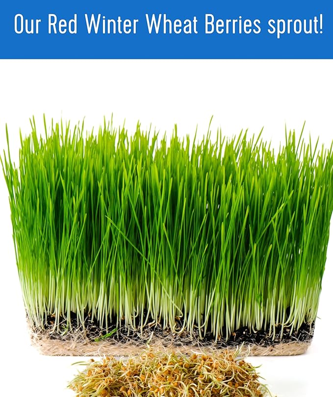 Palouse Brand Hard Red Winter Wheat Berries | 100 LBS | Desiccant Free | Sproutable | Non-GMO Project Verified | Kosher