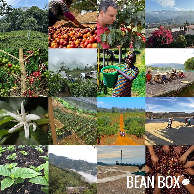 Guatemala Guaya'b - Certified Fairtrade Organic Smithsonian Bird Friendly - Roasted by Gimme! Coffee - Freshly Ground Coffee - 2 Pound Bag