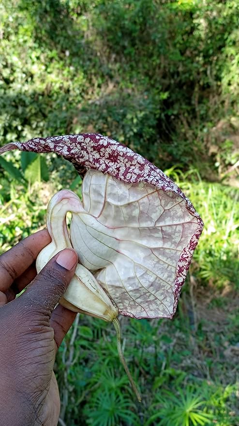 Nalego Duck Flowers Detox Tea | 1 Duck Flower | Wildcrafted Jamaican Alkaline Herbal Tea (Flor de Pato Palo Guaco)