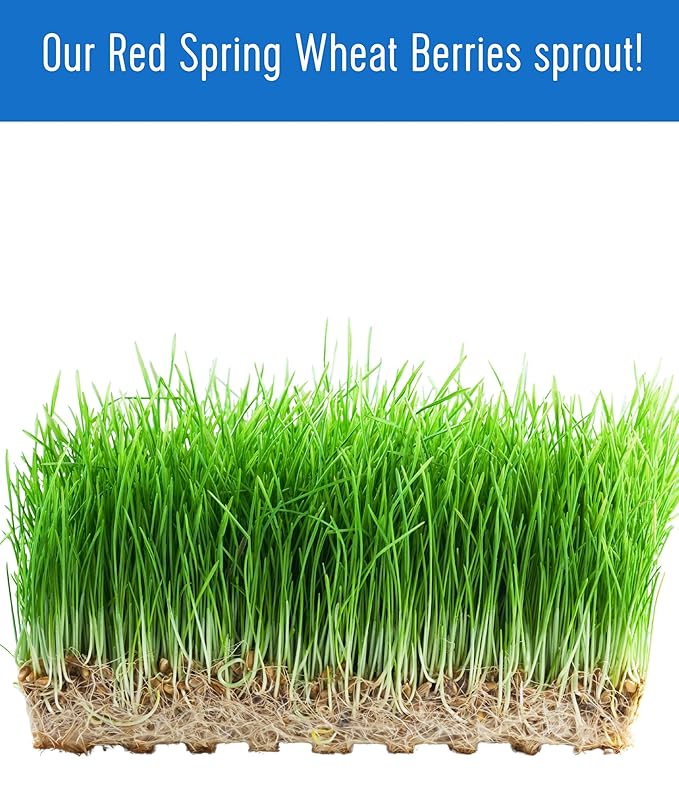 Palouse Brand Certified Glyphosate Residue Free Hard Red Spring Wheat Berries | 25 LBS | Meet the Farmers | 100% Desiccant Free | Sproutable | Non-GMO Project Verified | Kosher | Poly Bag