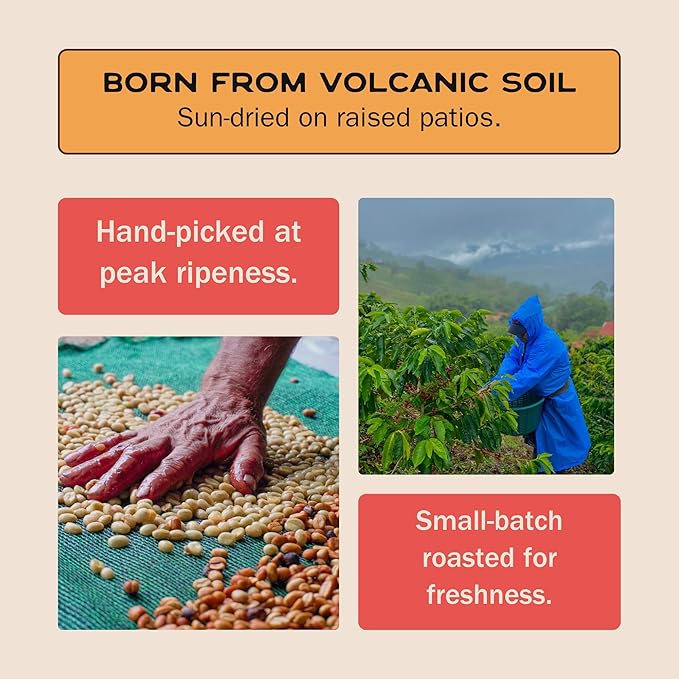 Terra Lava Coffee – Dark Roast Whole Bean Coffee Single-Origin Costa Rican Arabica Volcanic Soil Grown Honey-Processed Tested for Mold &amp Mycotoxins 12 oz