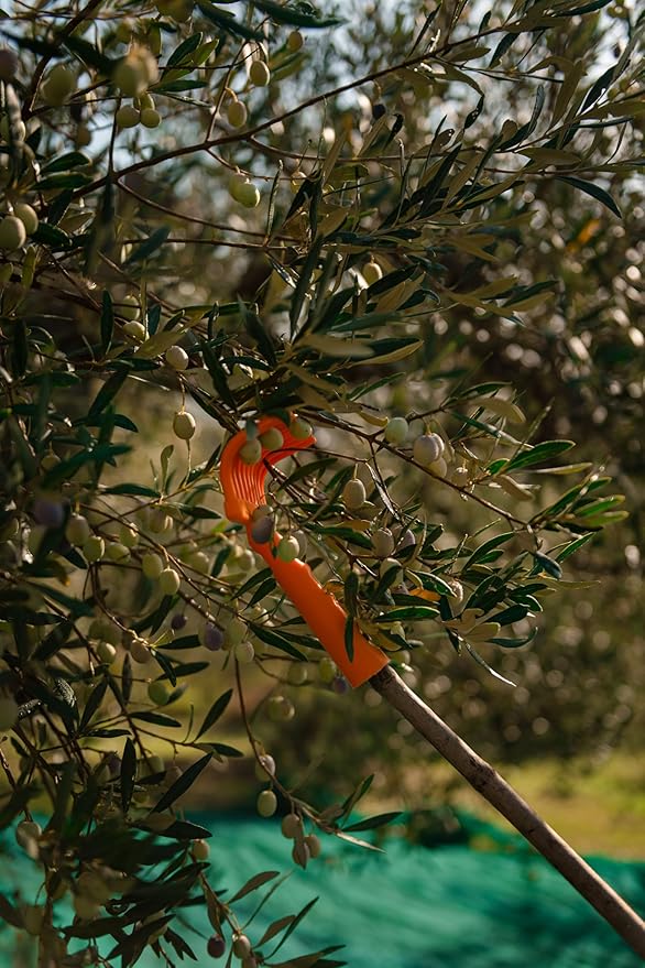 Rastrello Extra Virgin Olive Oil - 500ml Organic Cold-Pressed Hand-Harvested - Leccino &amp Moraiolo Blend from Umbria Italy