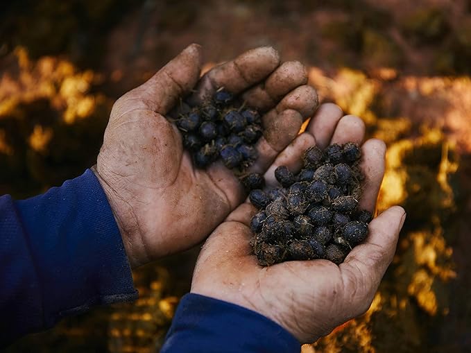 Black Ivory Coffee – World’s Rarest Naturally Refined by Elephants | Luxury Gift Set | 3 x 40g (4.2 oz Total)
