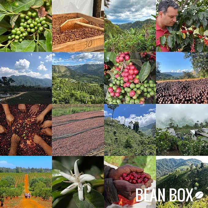 Mexico Talea de Castro Ext. Fermentation - Roasted by Roseline Coffee - Whole Bean Coffee - 2 Pound Bag