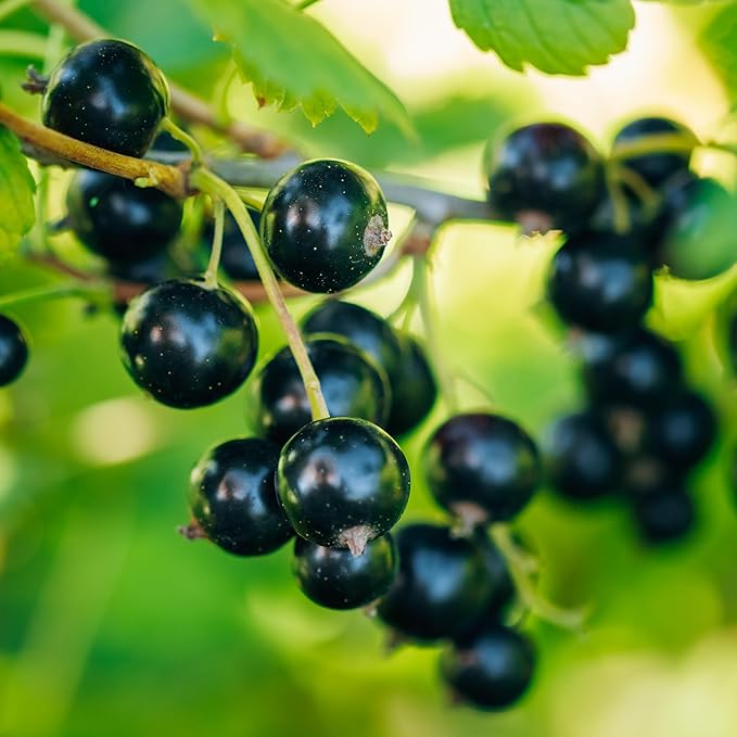 Premium Dried Black Currants (Contains Three 7 Oz. Bags)