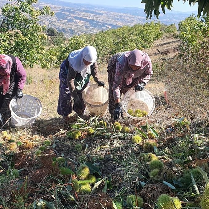 Natural Giresun Highlands Chestnut Honey Organic Additive-Free Authentic Turkish Product (500g/17.6 fl oz)