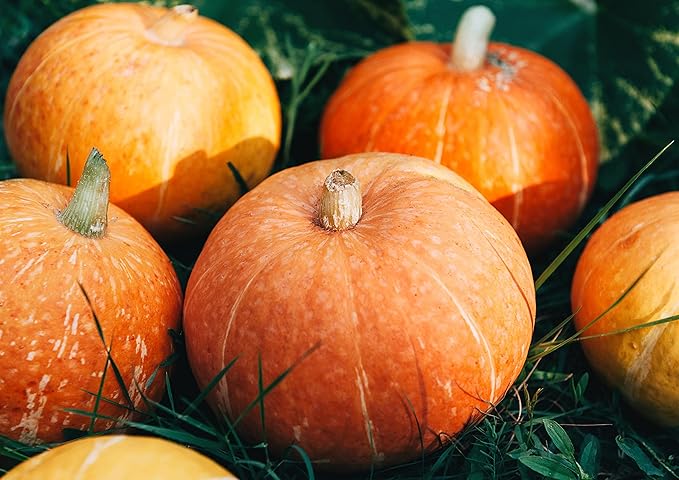 Food to Live Dry Roasted Pumpkin Seed Kernels 16 Pounds Unsalted Oven Roasted Whole Pepitas No Oil Added Shelled Vegan Kosher Keto-Friendly Bulk. Low in Carbs. Great for Snacking