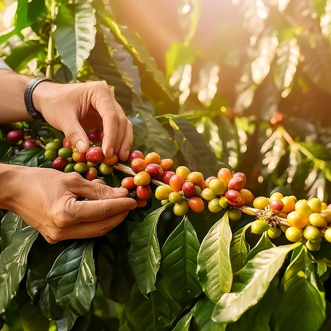 doanhdang - 17.6 Oz Premium Arabica Whole Bean Coffee 100% Arabica Medium Roast Rich Flavor for Espresso and Brew Origin from Vietnam Whole Med Roast Beans