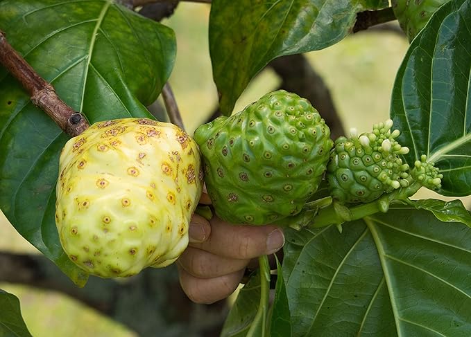 Noni Honey - 100% Pure Raw Unfiltered Unprocessed - 12oz Glass Bottle