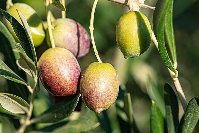 Regios Extra Virgin Olive Oil Picual Early Harvest 2024/25! Award Winning Spanish Family Farm Andalucía Spain Low Acidity RIch in Polyphenols 500ml (16.9 FL OZ) (Picual 2.5 Liter)